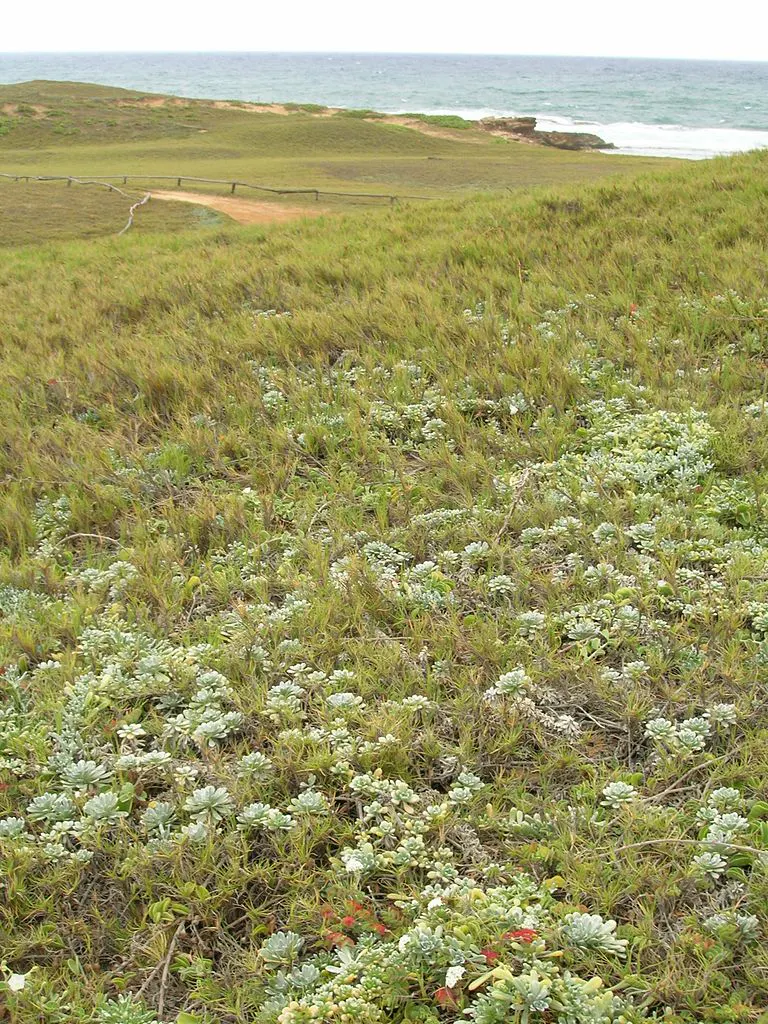 Hawai'I Tropical Low Shrublands | One Earth